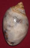 Heera shankh 042
