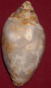heera shankh