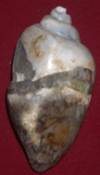 heera shankh