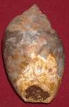 heera shankh