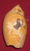 heera shankh