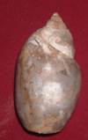 Heera shankh050
