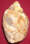 heera shankh