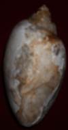 Heera shankh 057