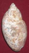 Heera shankh 058