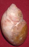 Heera shankh 060