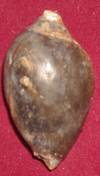 HEERA SHANKH 061