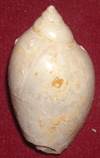 Heera shankh 058