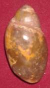 Heera shankh 059