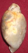 heera shankh