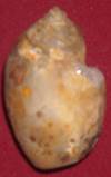 heera shankh
