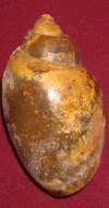 heera shankh