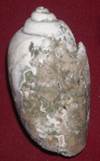 heera shankh 071