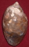 heera shankh