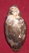 Heera shankh 073