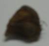 No Image Found