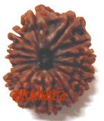 Collector Rudraksh- Fourteen Mukhi Rudraksh (31 MM