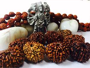 14 mukhi rudraksh emerald