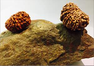 15 mukhi rudraksh emerald