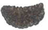 One Mukhi Rudraksh 37 MM
