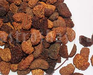 onemukhirudraksha