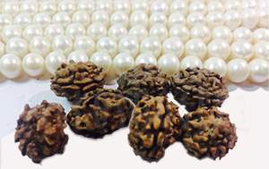 2 mukhi rudraksh pearl