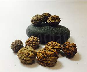 two mukhi rudraksha