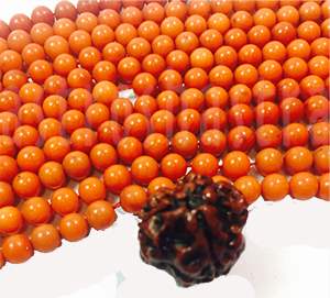 3 mukhi rudraksh red coral