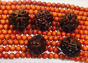 Three mukhi rudraksha