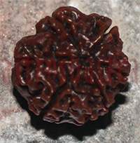 6 mukhi 129-21.5mm