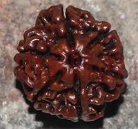 6 mukhi 135-19mm
