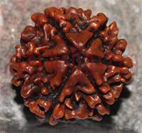 6 mukhi 137-21mm