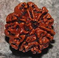 6 mukhi 140-21mm