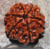 6 mukhi 144-20.1mm