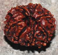 7 mukhi 188-19mm