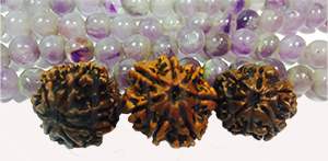 seven mukhi rudraksha