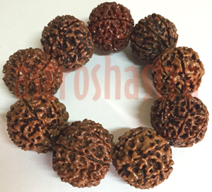 Rudraksh Beads & Pendants