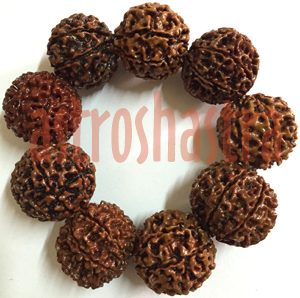 10 mukhi gaint beads