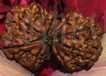 Gauri Shanker Rudraksh bead