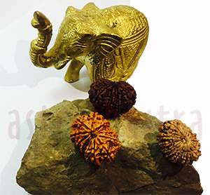 13 mukhi rudraksh emerald