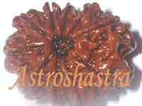 Collector Rudraksh- Ten Mukhi Rudraksh (28 MM)