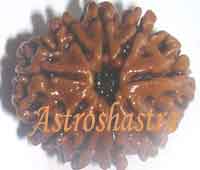 Nine Mukhi Collector Rudraksh in Thread