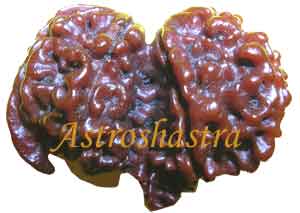 Collector Rudraksh (11 Mukhi Gaurishanker Rudraksh