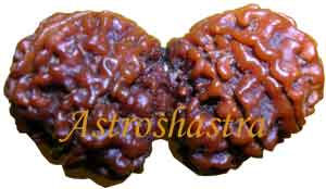 Collector Rudraksh ( 8 Mukhi Gaurishanker Rudraksh
