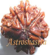 Collector Rudraksh (Eight Mukhi 25 MM)