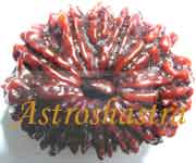 Collector Rudraksh (Twelve Mukhi Rudraksh 30 MM)