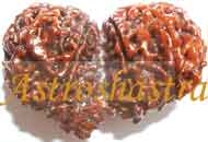 Collector Rudraksh (Gauri Shanker Rudraksh 41 MM)