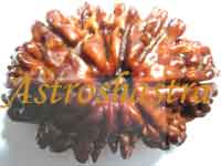 Collector Rudraksh (Ten Mukhi Rudraksh 32 MM)