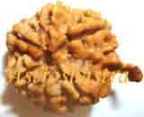 Collector Rudraksh (Twelve Mukhi Rudraksh 27 MM)