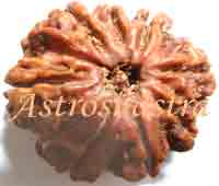 Collector Rudraksh (Eight Mukhi 25 MM)